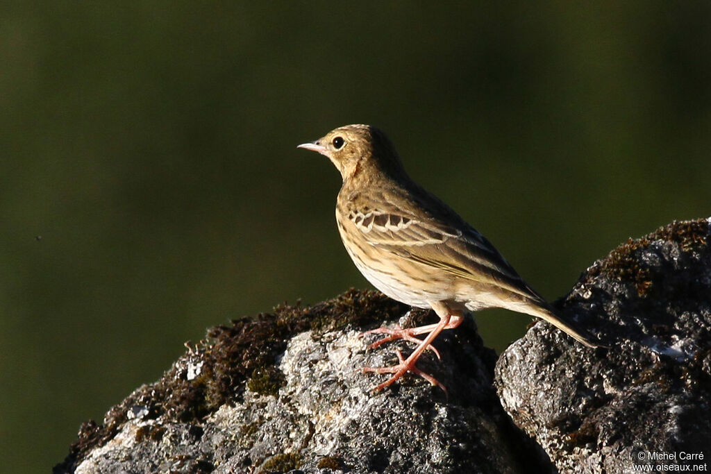 Pipit des arbres