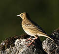 Pipit des arbres