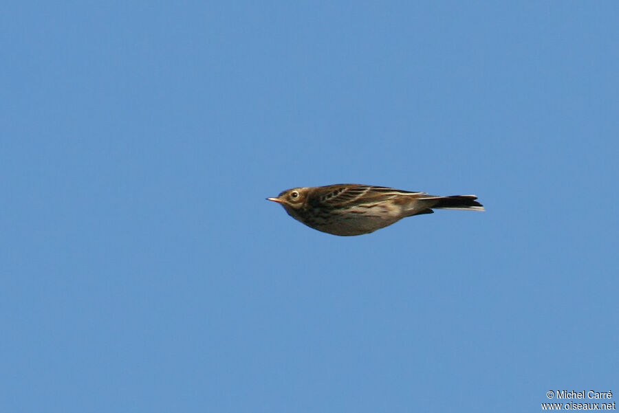 Pipit farlouse