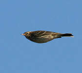 Pipit farlouse