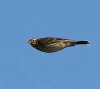 Meadow Pipit