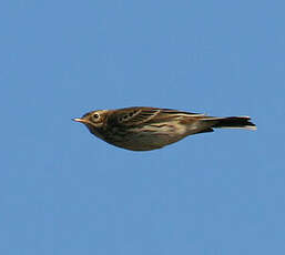 Pipit farlouse