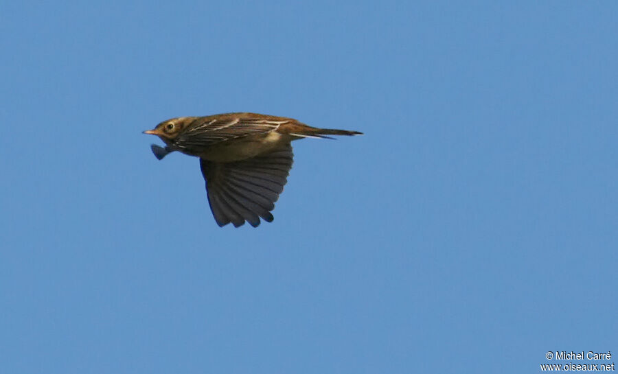 Meadow Pipit