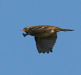 Pipit farlouse