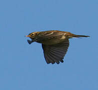 Meadow Pipit