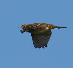 Pipit farlouse