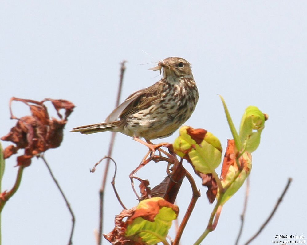 Pipit farlouse