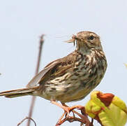 Pipit farlouse