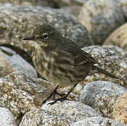 European Rock Pipit