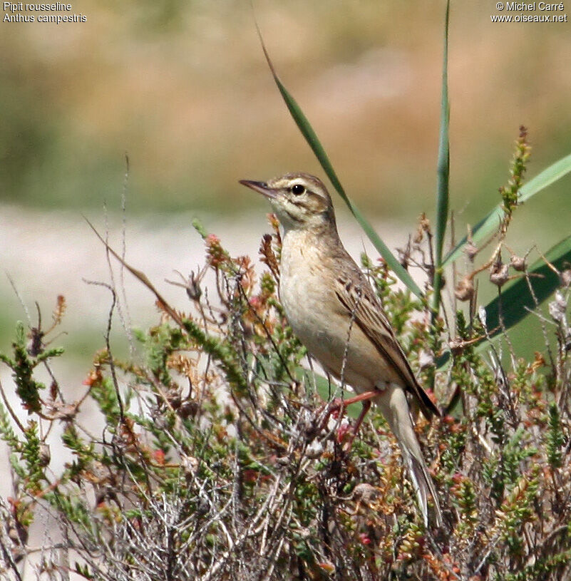 Pipit rousseline