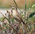 Pipit rousseline