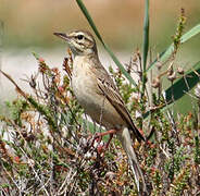 Tawny Pipit