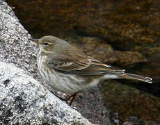 Water Pipit