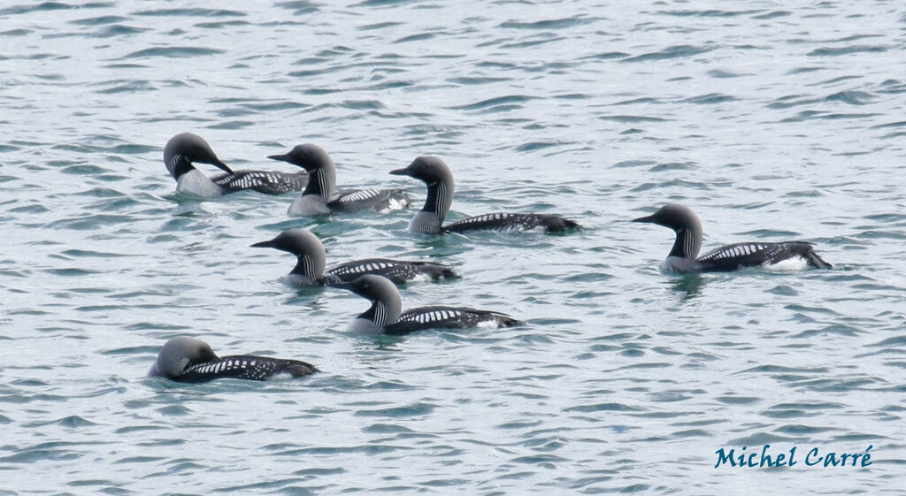 Plongeon arctique