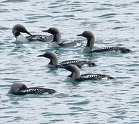 Plongeon arctique