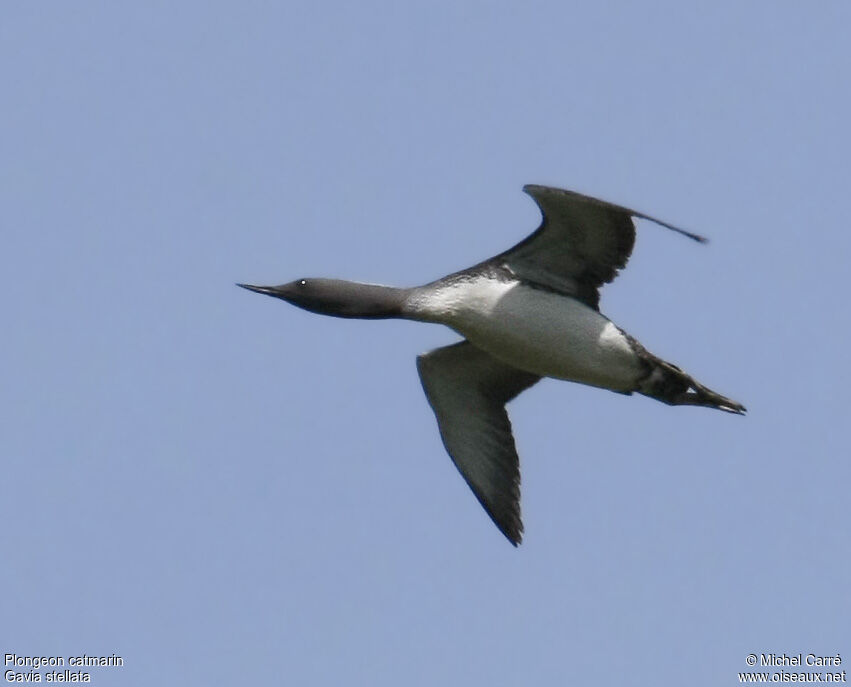 Red-throated Loonadult, Flight