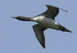 Red-throated Loon