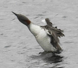 Plongeon catmarin