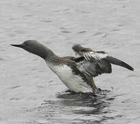 Plongeon catmarin