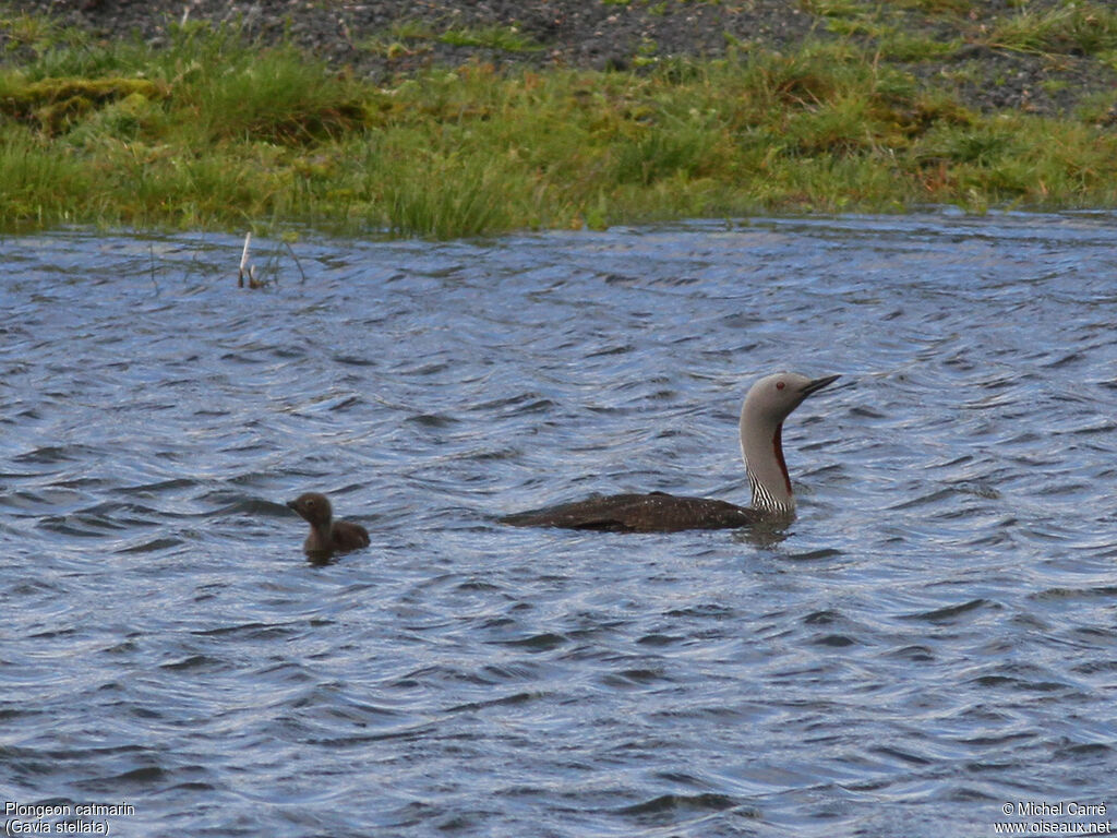 Red-throated Loon, swimming