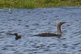 Red-throated Loon