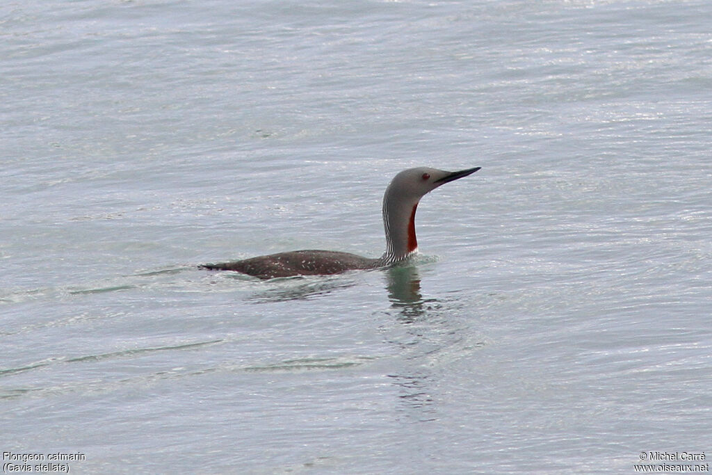 Red-throated Loonadult breeding