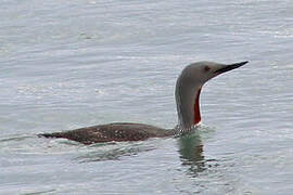 Red-throated Loon