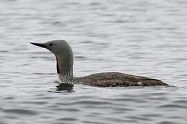 Red-throated Loon