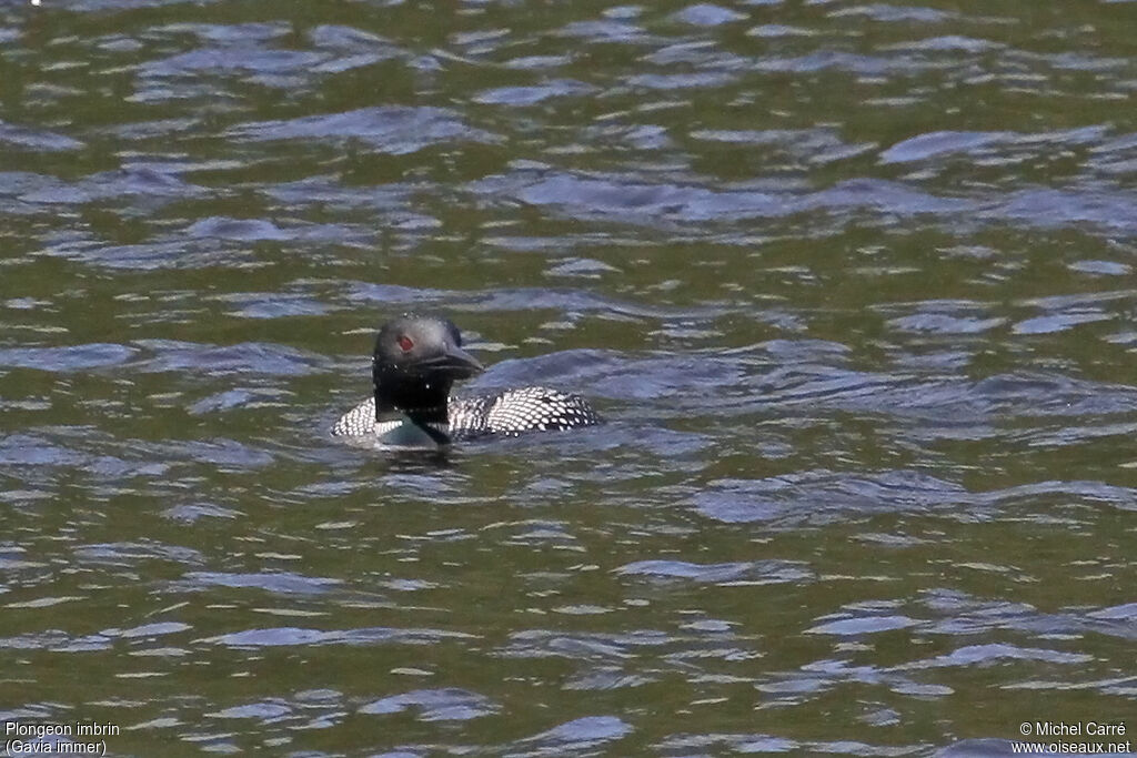 Common Loon