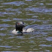 Common Loon