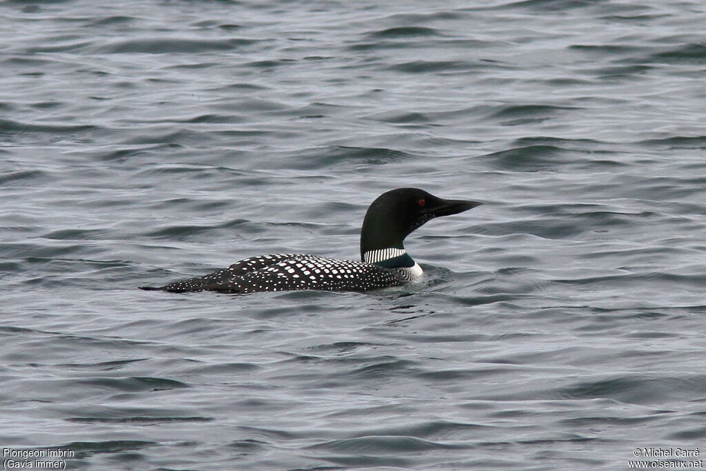 Common Loonadult breeding, swimming