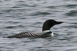 Common Loon