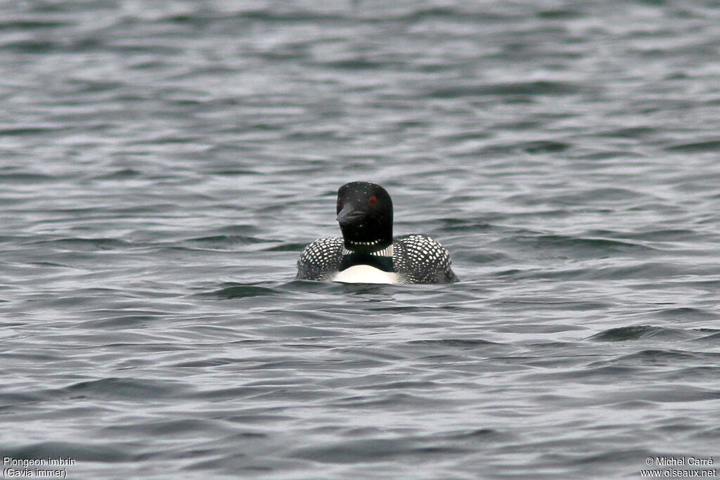 Common Loonadult breeding