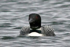 Common Loon