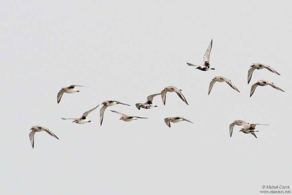 Grey Plover, Flight