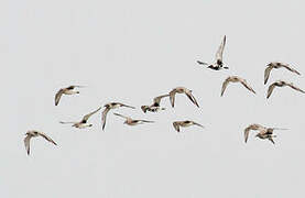 Grey Plover