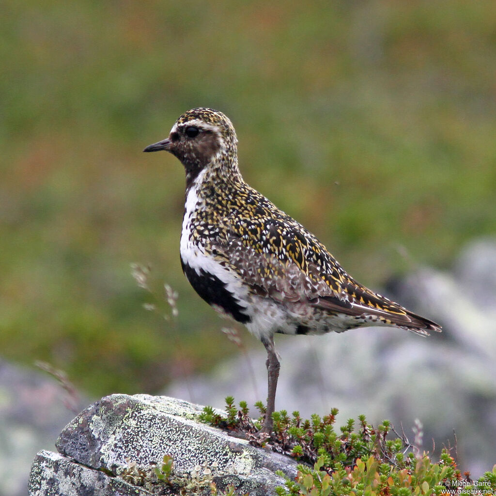 European Golden Plover