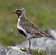 European Golden Plover