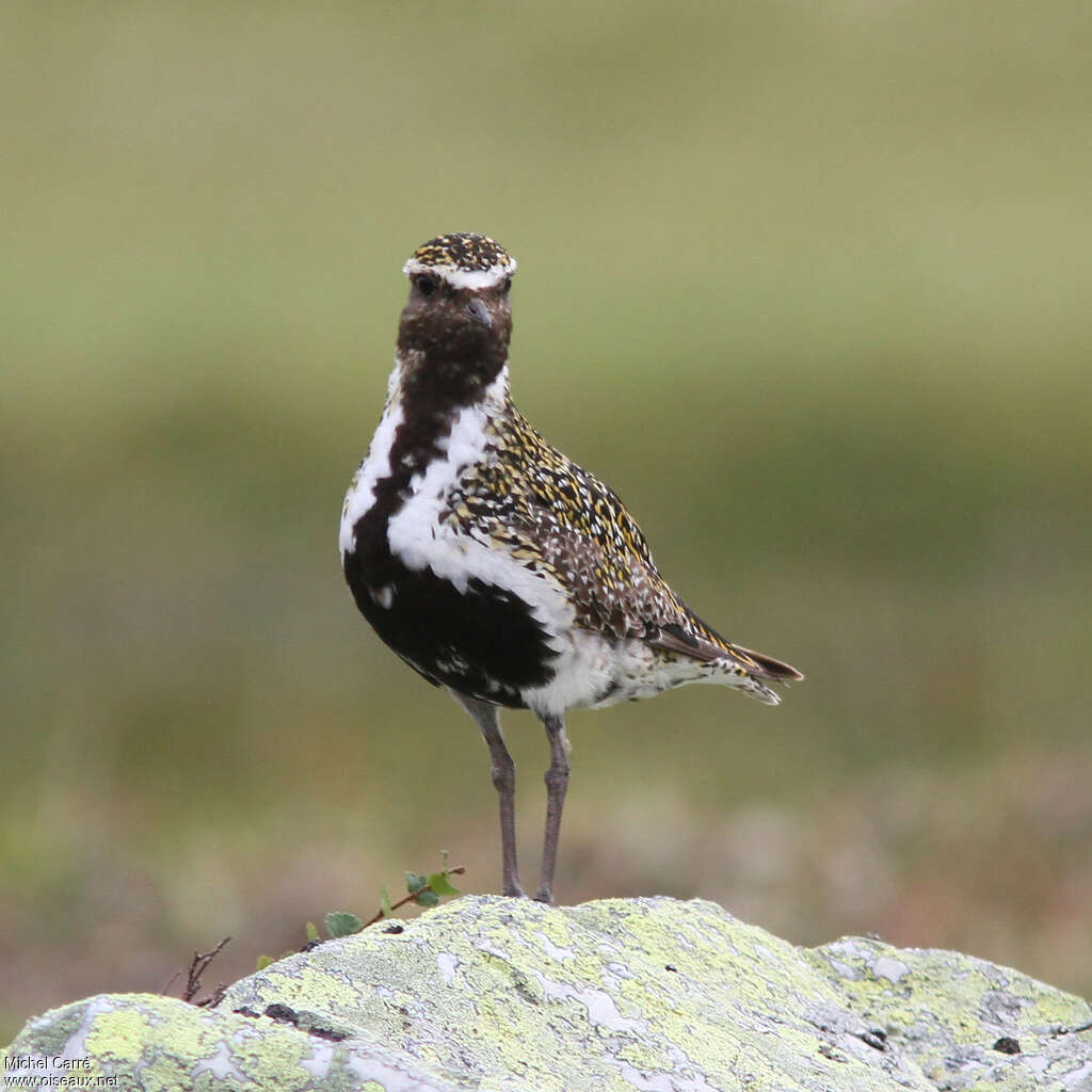 European Golden Plover male adult breeding, identification