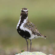 European Golden Plover