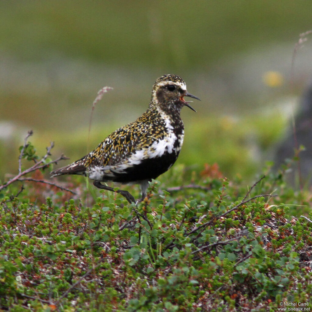 European Golden Plover male adult breeding, Behaviour