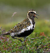 European Golden Plover