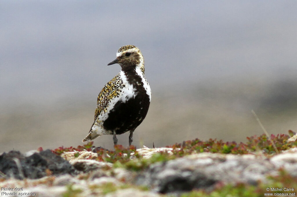 European Golden Ploveradult breeding