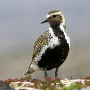 European Golden Plover