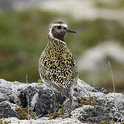 European Golden Plover