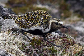 European Golden Plover