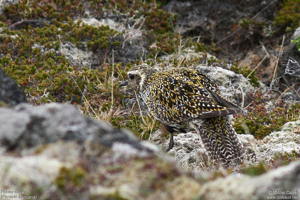 European Golden Ploveradult breeding