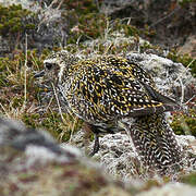 European Golden Plover