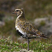 European Golden Plover