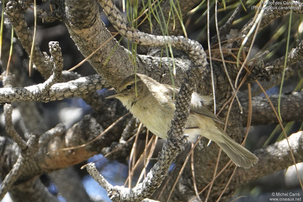 Canary Islands Chiffchaffadult